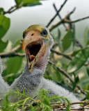 WOOD STORK CHICK IMG_0547AA