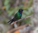 Purple-throated Sunangel