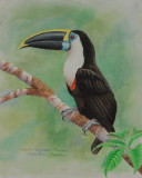 White-throated Toucan