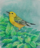 Prothonotory Warbler