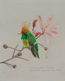 Rufous-crested Coquette