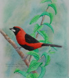 Masked Crimson Tanager