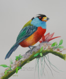 Toucan Barbet