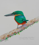 Green and Rufous Kingfisher