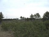 Kirtlands Warbler habitat