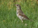 Zanglijster / Song Thrush