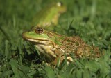 Groene Kikker / Green Frog