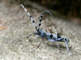 Alpenboktor / Alpine Longhorn Beetle