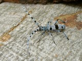 Alpenboktor / Alpine Longhorn Beetle