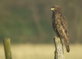 Buizerd / Common Buzzard