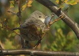 Sperwergrasmus / Barred Warbler