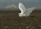Kleine Zilverreiger / Little Egret