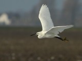 Kleine Zilverreiger / Little Egret