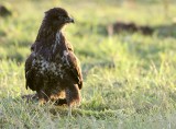 Buizerd / Common Buzzard