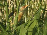 Woudaap / Little Bittern