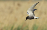 Zwarte stern / Black Tern