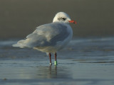 Zwartkopmeeuw / Mediterranean Gull