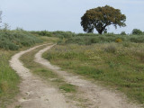 Kurkeik / Cork Oak