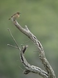 Roodborsttapuit / Stonechat