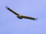 Vale Gier / Griffon Vulture