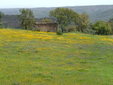 Bloemenzee / Flowers