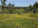 Kurkeikenbos / Cork Oak forest