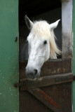 At the local riding academy.