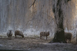 Sheep in Winter Wonderland