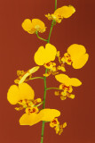 Oncidium