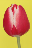 Tulip Leen van der Mark