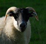 The  Young Ram