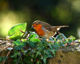 Amongst the ivy