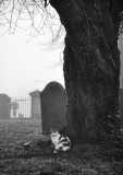 Graveyard cat