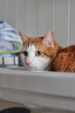 In the sink