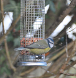 Blue Tit