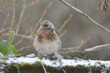 Fieldfare