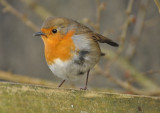 The windswept look