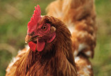 Little Red Hen Gets Her 15 Minutes of Fame