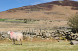 Caraban Sheep