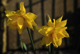 Daffs