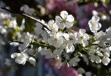 The  Obligatory Blossom Photo