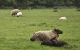 Sheep Siesta