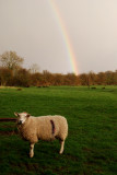 At the end of the rainbow....