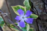 Periwinkle