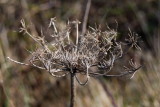 Cows Parsley seedhead