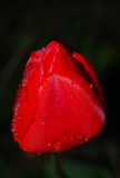 Red Tulip