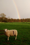 Sheep at the end of the rainbow