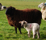 The Black  Sheep