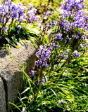Bluebells