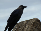 crow